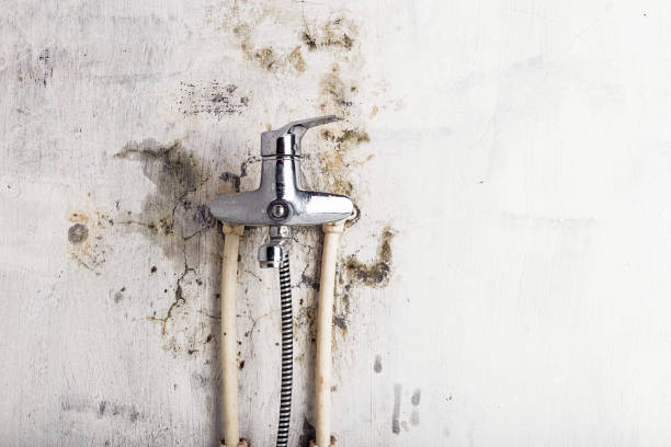 Best Mold Removal Company Near Me  in Niantic, CT