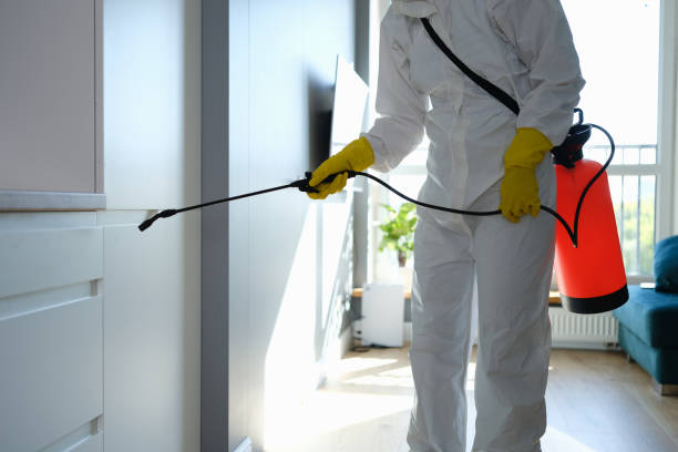 Best Mold Remediation  in Niantic, CT