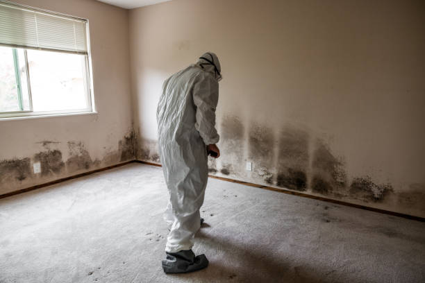 Best Black Mold Removal  in Niantic, CT