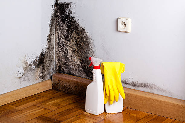 Best Mold Removal Near Me  in Niantic, CT